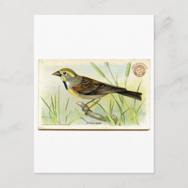 Carte Postale Dickcissel (Devant)