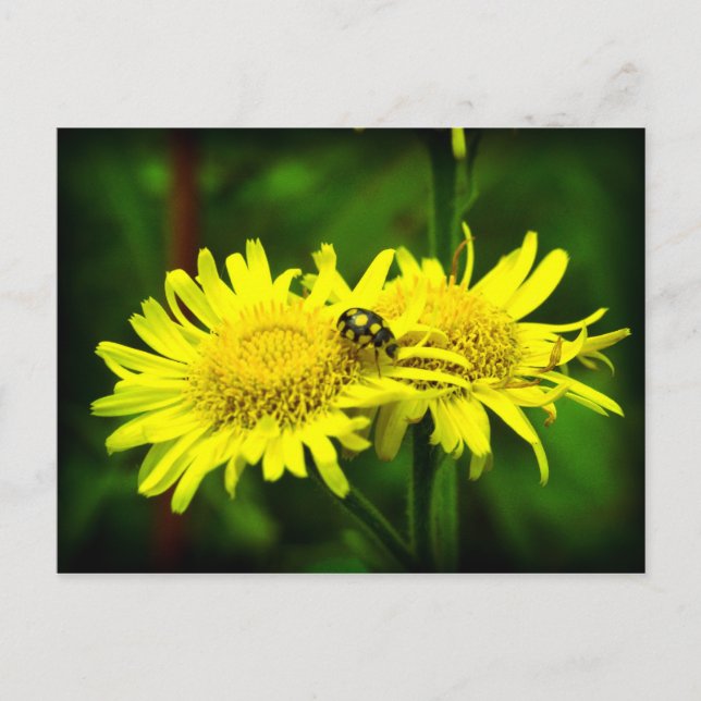 Carte Postale Différent (Devant)