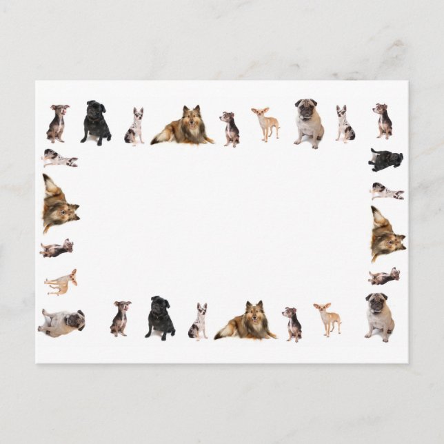Carte Postale Différents chiens se reproduisent de suite (Devant)