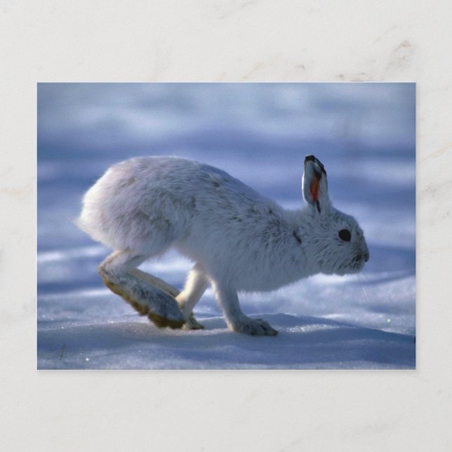 Carte Postale Différents lièvres/raquettes de neige Rabbit coura (Devant)