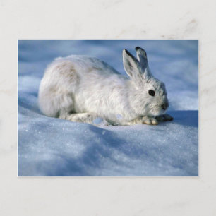 Carte Postale Différents lièvres/raquettes Rabbit sur neige ouve
