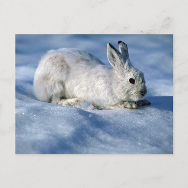 Carte Postale Différents lièvres/raquettes Rabbit sur neige ouve (Devant)