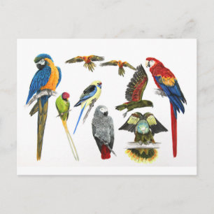 Carte Postale Différents types de cadeau de perroquet pour l'amo