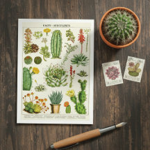Carte postale d'illustration botanique de cactus s