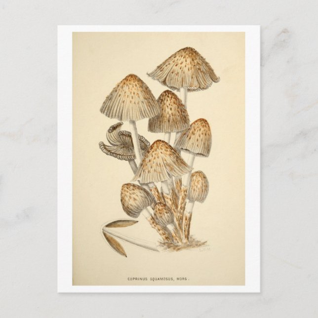 Carte postale d'illustration botanique de champign (Devant)