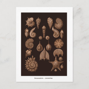 Carte postale d'illustration de la vie marine vint