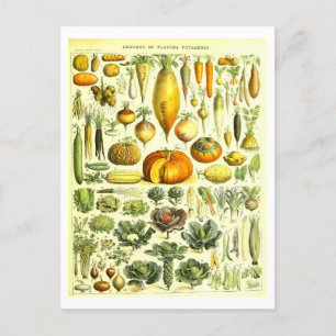 Carte postale d'illustration végétale vintage