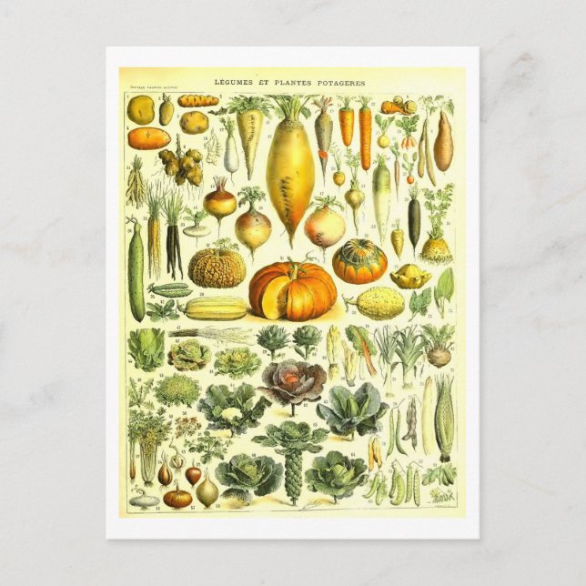 Carte postale d'illustration végétale vintage (Devant)