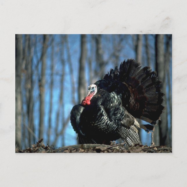 Carte Postale Dinde sauvage (Devant)
