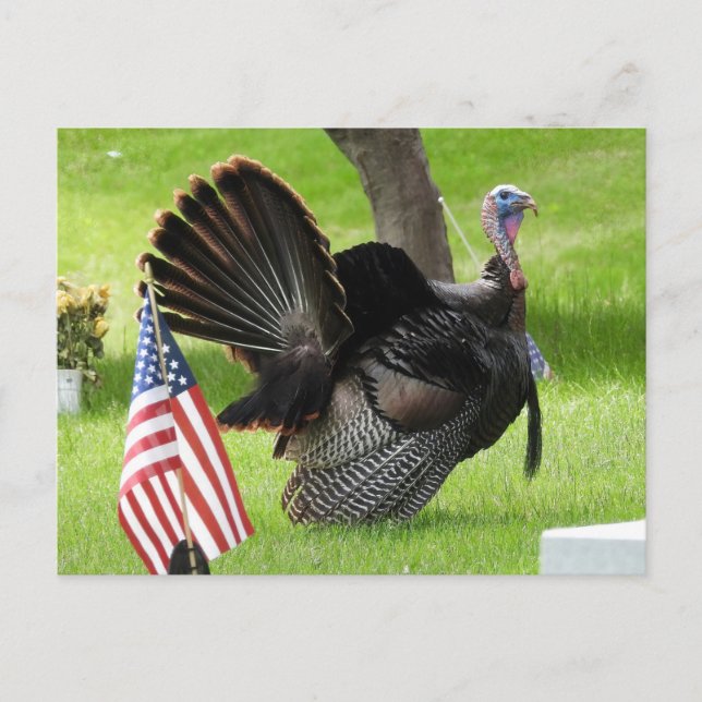 Carte Postale Dindon patriotique se pavanant (Devant)