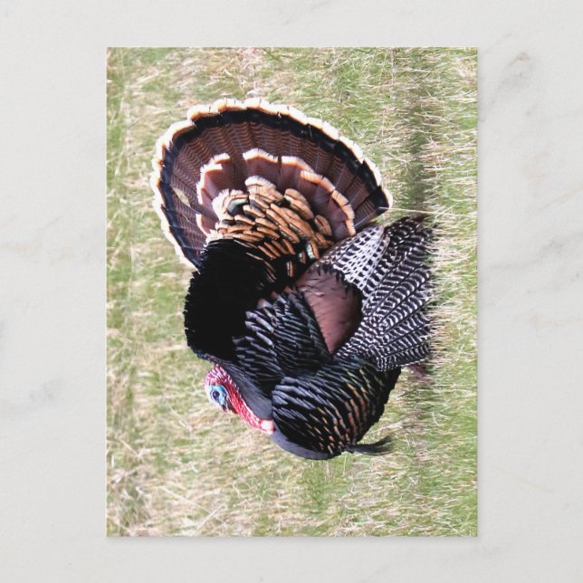 Carte Postale Dindon sauvage (Devant)