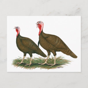 Carte Postale Dindons : Chocolat