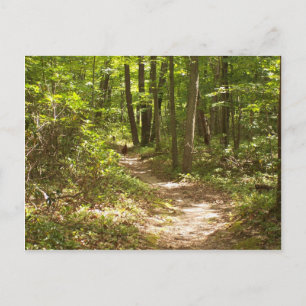 Carte Postale dindons de la pennsylvanie