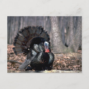 Carte Postale Dindons sauvages de l'Est poussant dans les bois