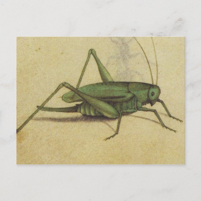 Carte postale d'insectes de cricket vintage (Devant)