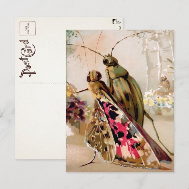 Carte postale d'insectes victoriens (Devant / Derrière)