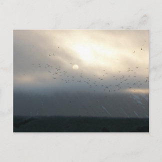 carte postale diomede 11