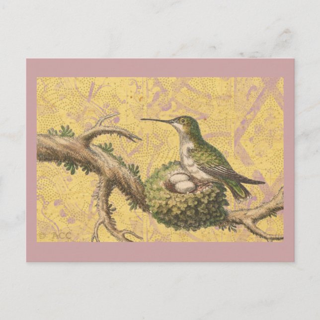 Carte Postale Direction des oeufs de nid de colibris verts (Devant)