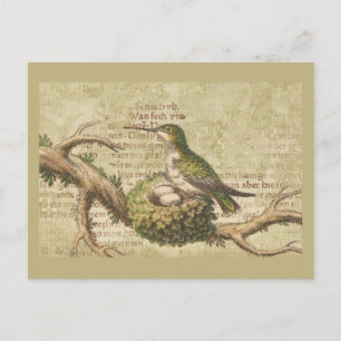 Carte Postale Direction des oeufs de nid de colibris verts