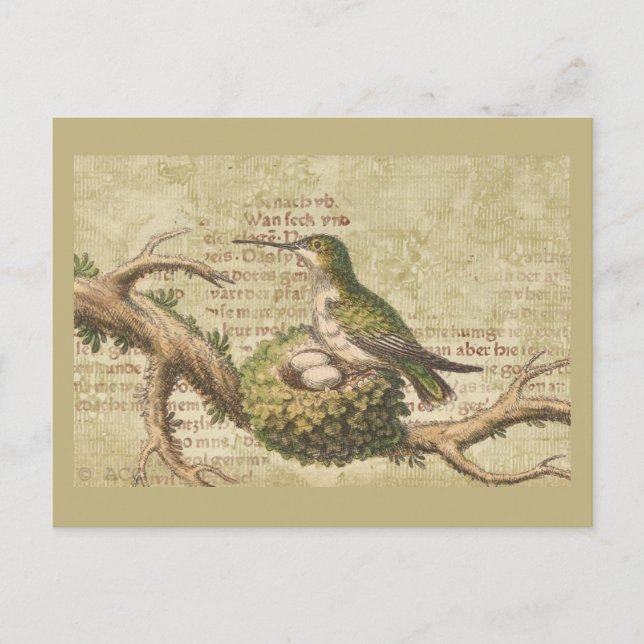 Carte Postale Direction des oeufs de nid de colibris verts (Devant)