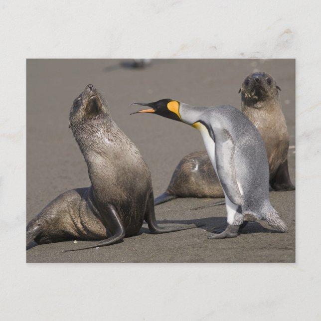 Carte Postale Discours de pingouin | Antarctique, île de Géorgie (Devant)