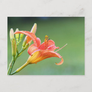 Carte Postale Ditch Lily