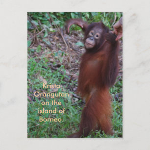 Carte Postale Dites non aux brutes avec Krista orangutan