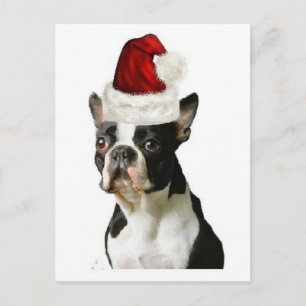 Carte Postale Ditzy Dogs~Carte Postale Originale~Boston Terrier