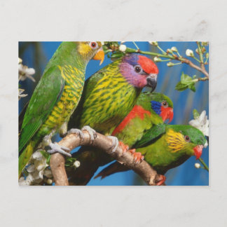 Carte Postale Divers oiseaux