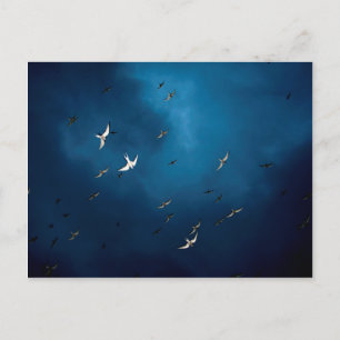 Carte Postale Divers - Terne arctique et Motif ciel bleu