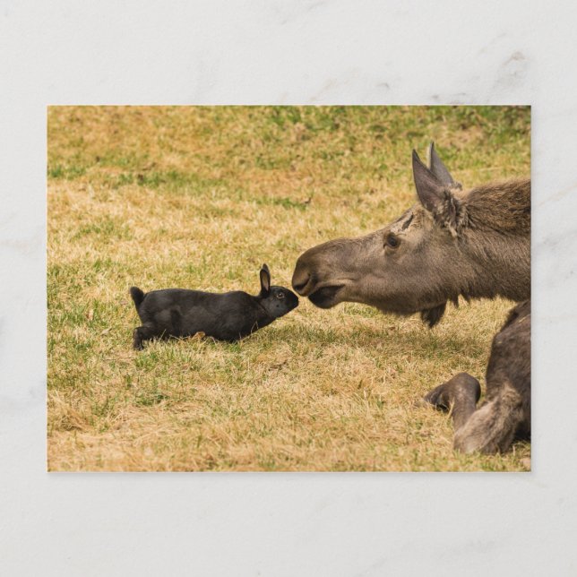 Carte Postale Diversité (Devant)