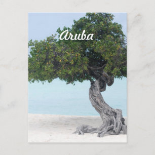 Carte Postale Divi Divi Tree