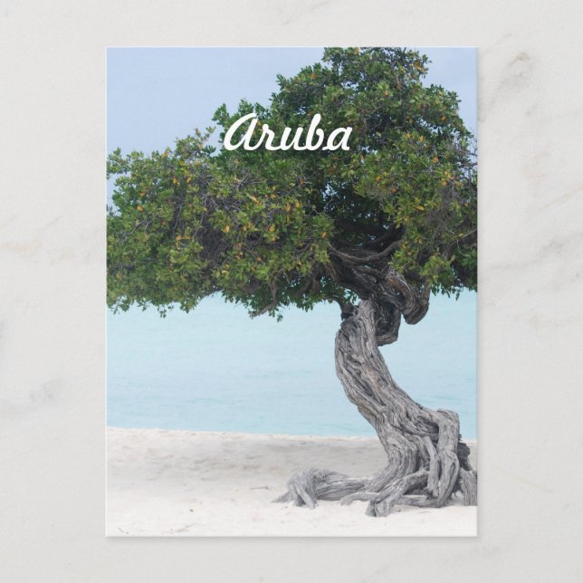 Carte Postale Divi Divi Tree (Devant)