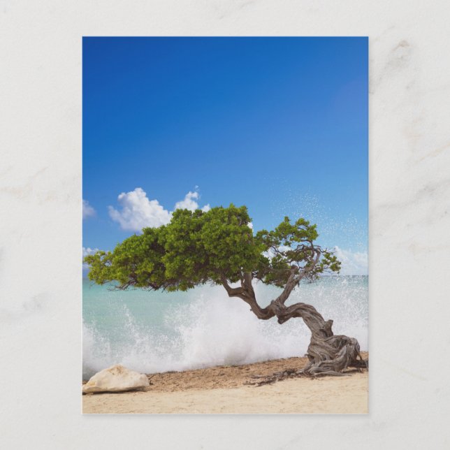 Carte Postale Divi Divi Tree, Eagle Beach, Aruba, Caraïbes (Devant)