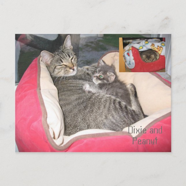 Carte Postale Dixie & Arachide dans le lit de Peanut (Devant)