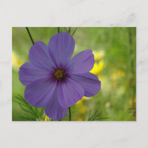 Carte postale DIY de fleur de Cosmea violette