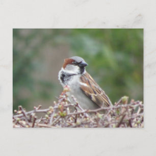 Carte postale DIY de moineau mignon