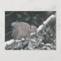 Carte postale DIY Tourterelle turque dans la neige