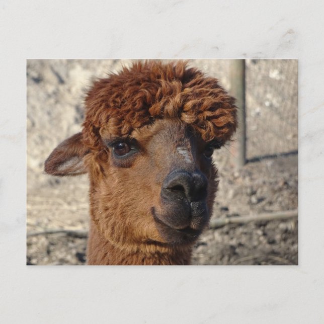Carte postale do-it-yourself Alpáca Brown (Devant)