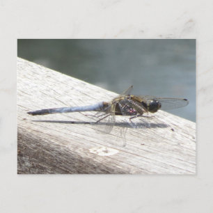 Carte postale do-it-yourself Blue Dragonfly