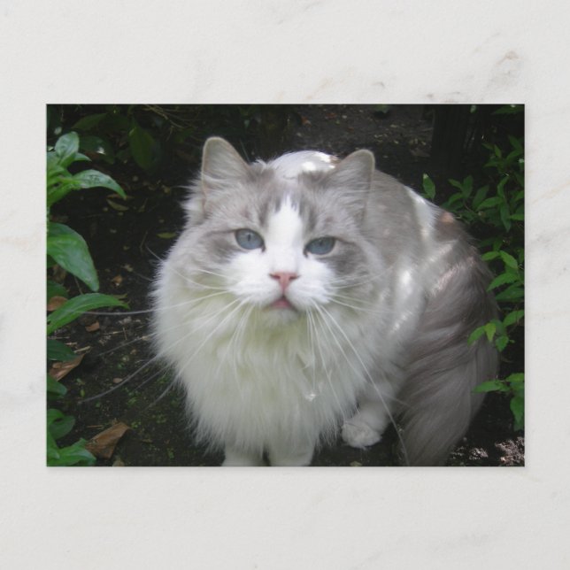 Carte postale do-it-yourself chat Ragdoll (Devant)