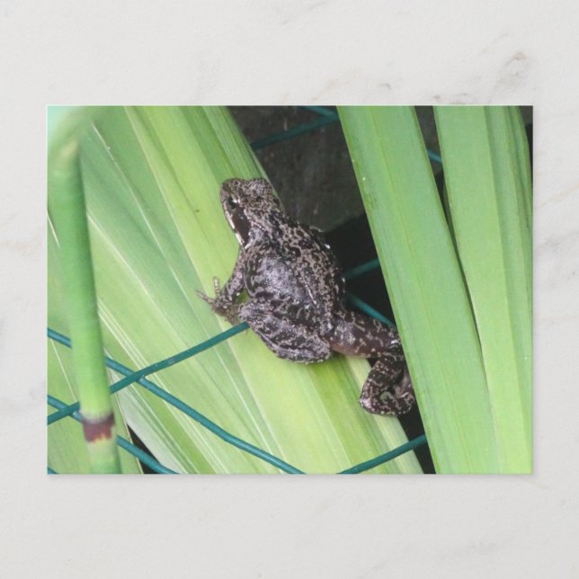 Carte postale do-it-yourself Cute Frog (Devant)