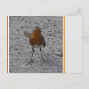 Carte postale do-it-yourself Cute Robin