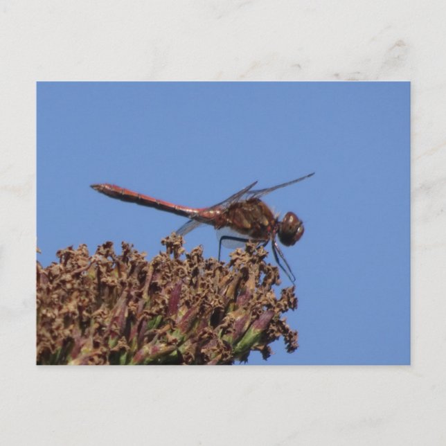 Carte postale do-it-yourself Dragonfly rouge (Devant)