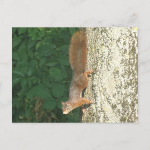 Carte postale DO-IT-YOURSELF écureuil à l'envers