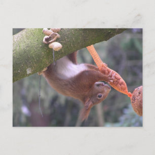 Carte postale do-it-yourself écureuil doux