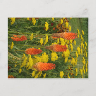 Carte postale do-it-yourself Fleur orange Kniphofi