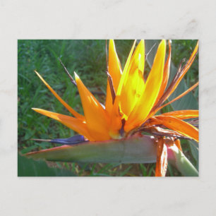 Carte postale do-it-yourself Fleur Orange Strelitz