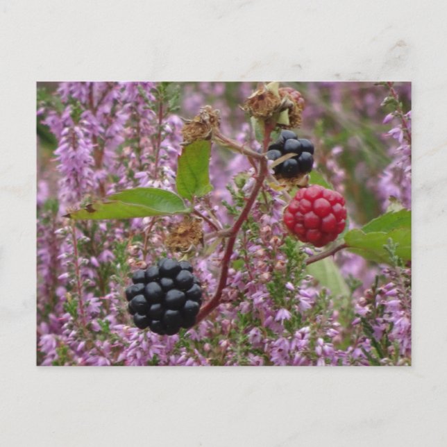 Carte postale do-it-yourself Heure & Blackberry (Devant)