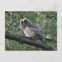 Carte postale do-it-yourself hibou à oreilles long